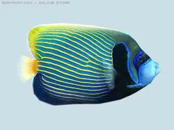 parrot fish