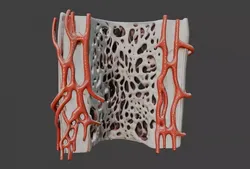3D Model of Bone Anatomy 3D print model