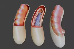 3D Model of Mitochondria Anatomy 3D print model