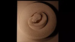 Ball Python CNC 3d Print High Relief Sand Casting 3D print model
