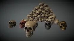 Human Realistic Skull Lowpoly Set