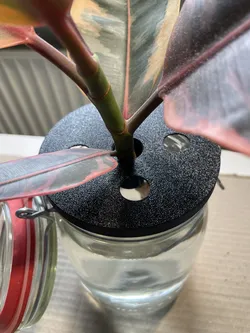 Mason jar lid- Plant propagation