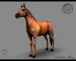 arabian horse