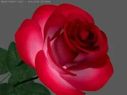rose