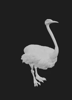 mr ostrich