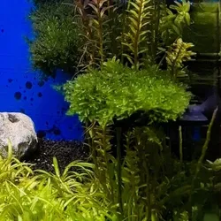 Aquarium Moss Shelf