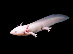 Cutie - Free 3D Print Model