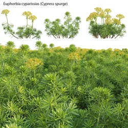 Euphorbia cyparissias - Cypress spurge 3D model