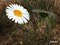 daisy