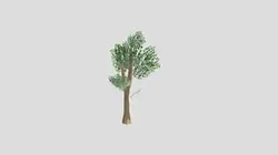 A Forest Tree!