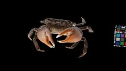 CC0 ヒライソガニ 🦀 ♂ Rocky Shore Crab, G. depressus