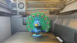 Cute Peacock Displaying Feathers