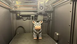 Cute Zebra Standing Cute Zebra Standing
