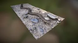 Garter Snake with nipped tale