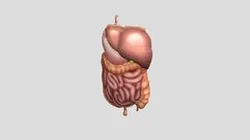 Organ Tubuh