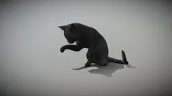 An Animated Cat