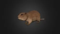 Beaver