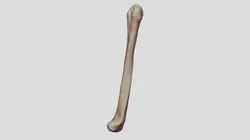 Humerus Left