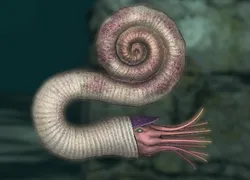Pravitoceras