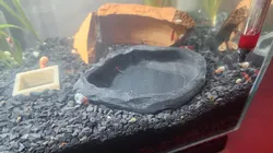 Rock feeding dish for shrimps