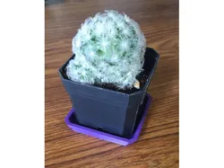 Square Plant Saucer