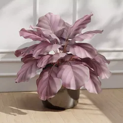 Calathea Pot 3D model