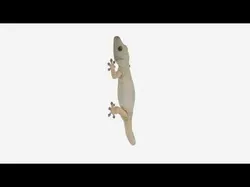 House Gecko Textured Skin Suction Pads Curled Tail 3D Model 3D model