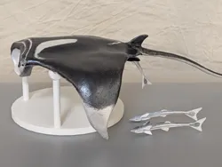 Mobula sp. (Manta Ray) with a Remora remora (remora) Hiding in its Cloaca