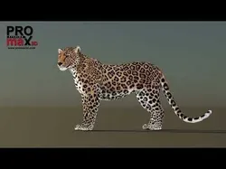 Leopard Rigged Low-poly 3D model