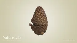 Pine Cone