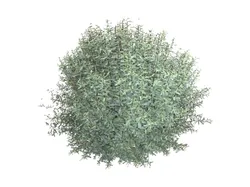 salix purpurea nana