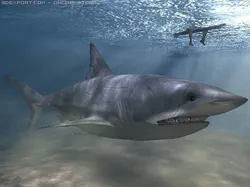 shark