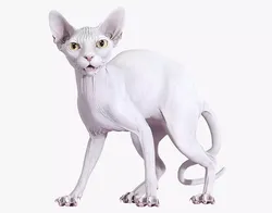 Sphynx Cat White Standing Pose 3D model