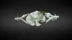 Spinal Cord Replica/Médula espinal