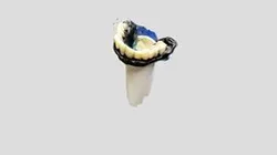 teeth