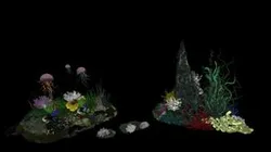 Underwater Garden
