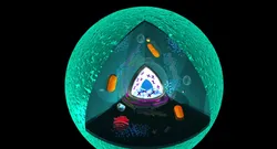 animal cell