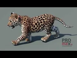 Animated Leopard Cub Low-poly 3D model