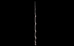 elder wand Free