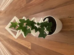 Modern Plant trellis