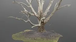 Plane tree trunk