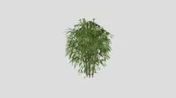 Bamboo