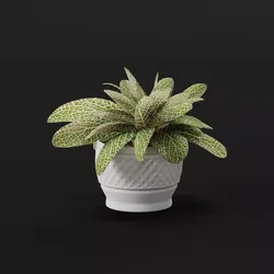 Fittonia 3D model