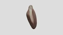 Patella