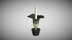 Titan Arum