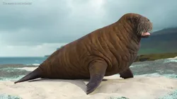 Atlantic Walrus Young 3D model