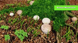 Button Mushroom Low-poly 3D model
