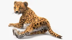 Cheetah Cub Lying Pose Fur for Cinema 4D 3D model