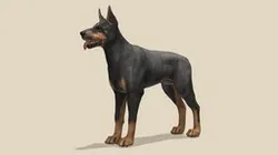 Dog - Doberman