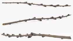 Dry Willow Branch Fur 3D model